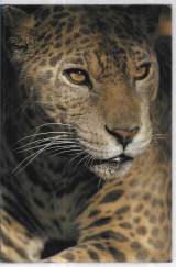 The Quark and the Jaguar