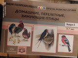 Домашние, перелётные, зимующие птицы.