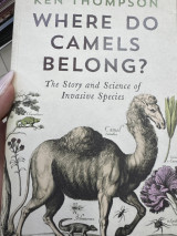 Where Do camels Belong?